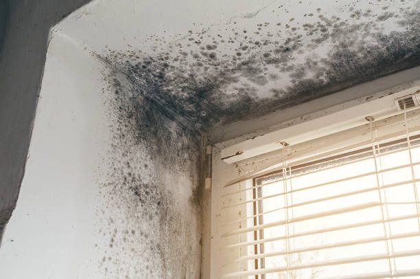 Affordable Mold Cleanup solutions in New Berlin, IL